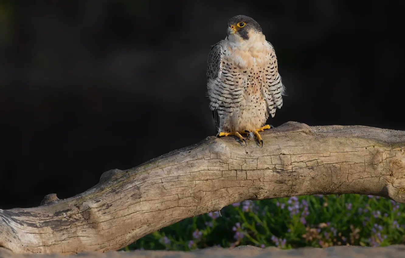 Photo wallpaper flowers, nature, the dark background, bird, log, Falcon