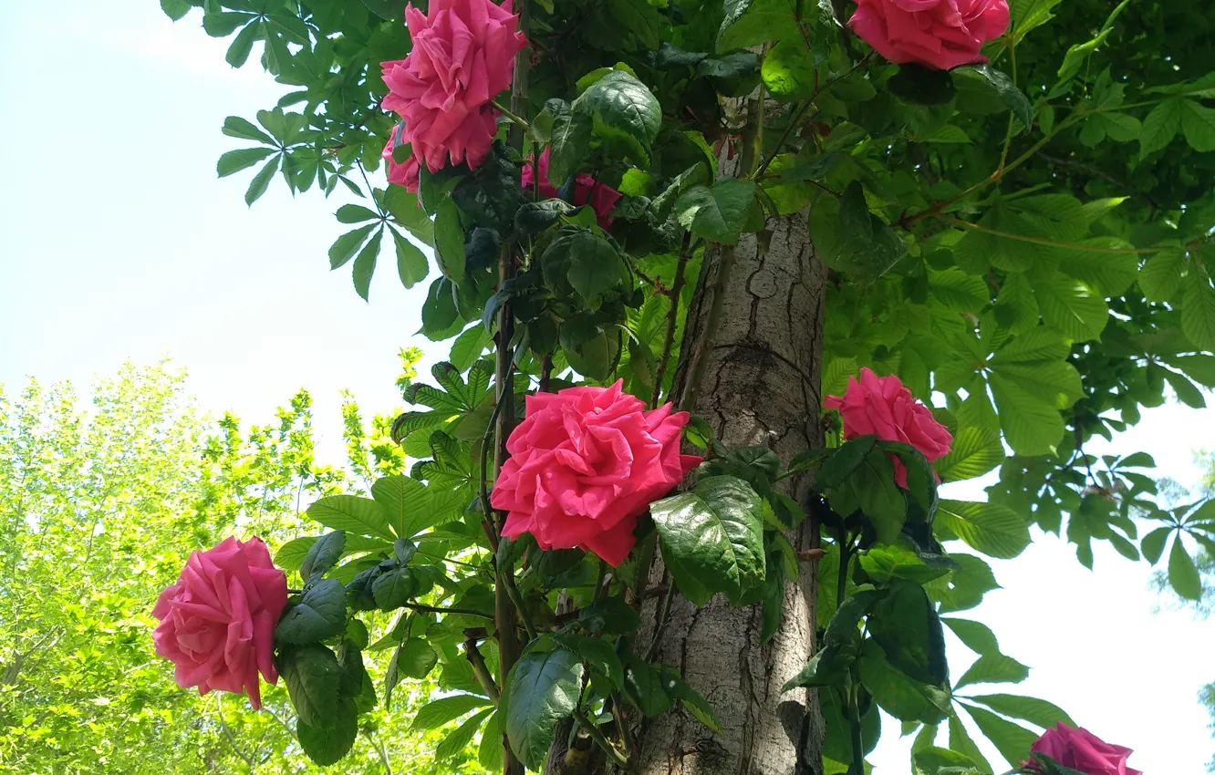 Photo wallpaper Tree, Roses, Tree, Roses, Red roses, Red roses