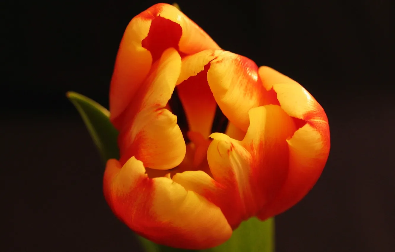 Photo wallpaper flower, Tulip, spring, petals