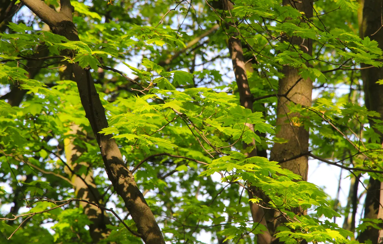 Photo wallpaper trees, leafs, spring, twigs
