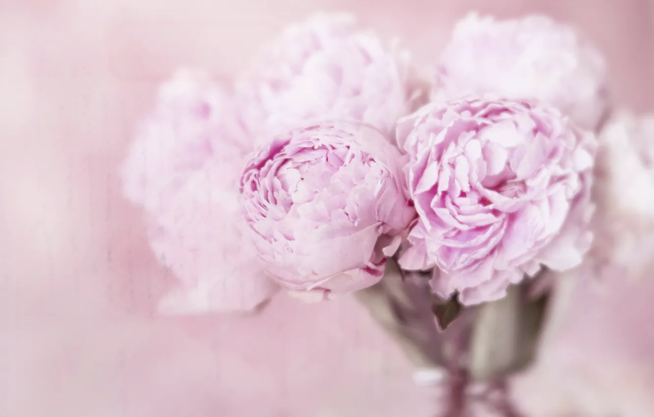Photo wallpaper flowers, peonies, composition