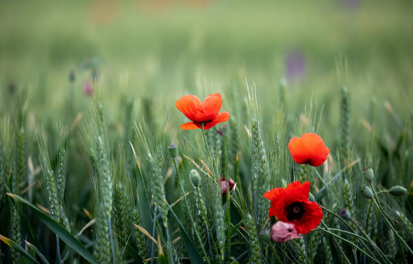 Photo wallpaper field, summer, flowers, red, rye, Maki, ears, bokeh