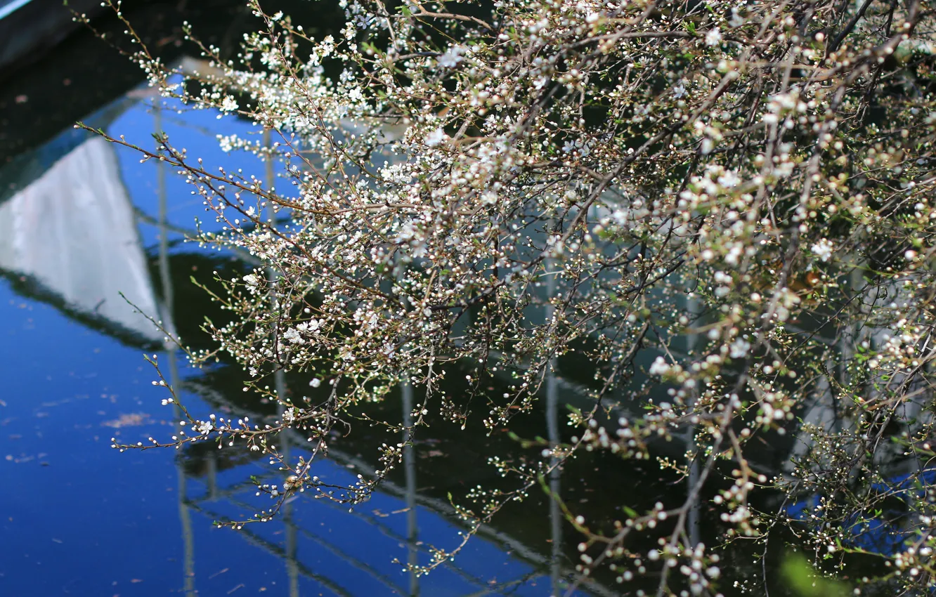 Photo wallpaper branches, river, spring, Dniester