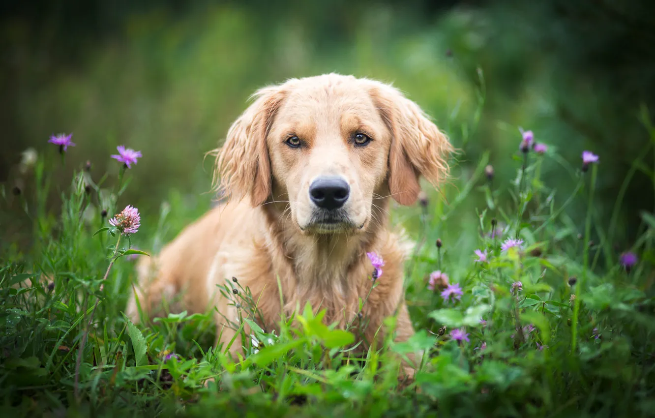 Photo wallpaper look, flowers, dog, meadow, bokeh, Golden Retriever, Golden Retriever
