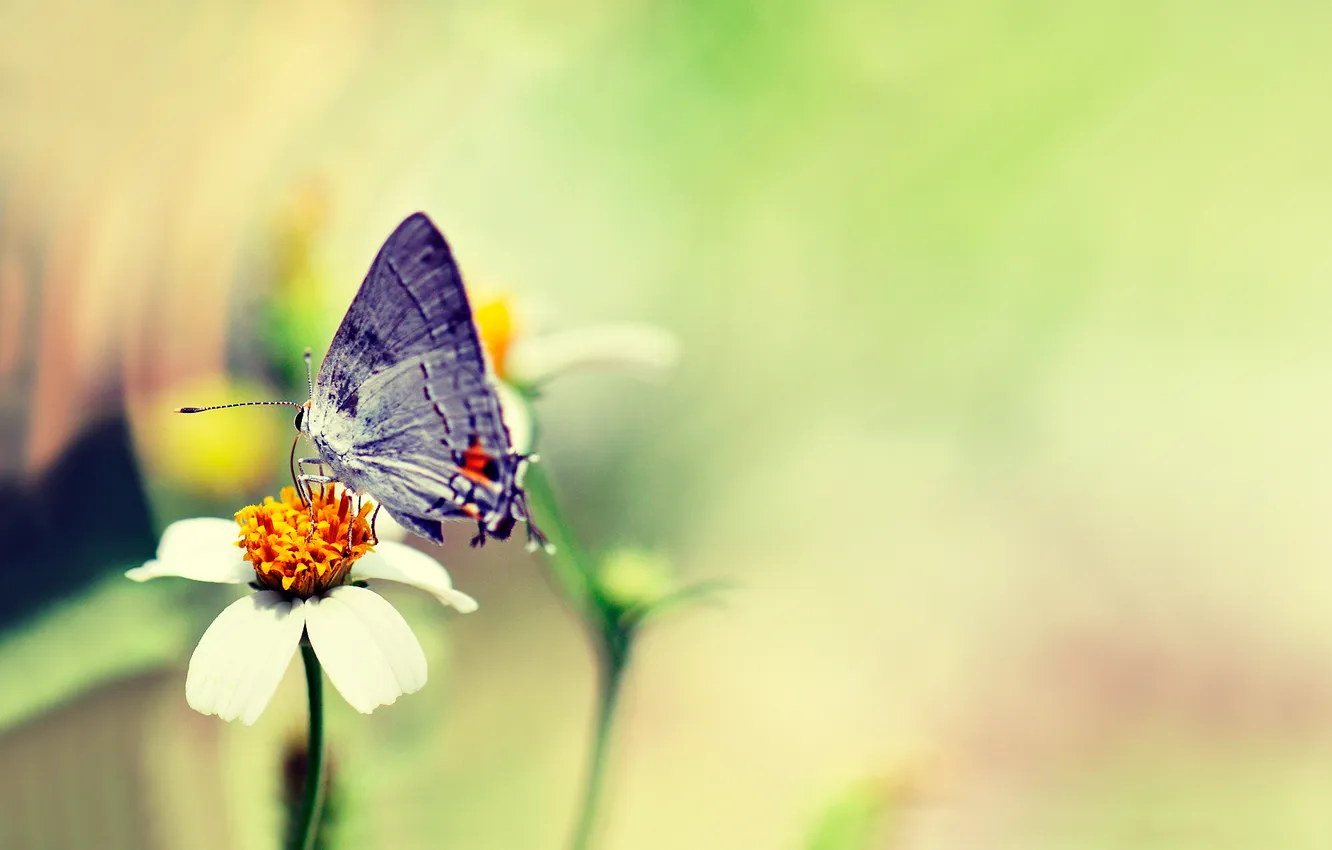 Photo wallpaper flowers, butterfly, razmytost
