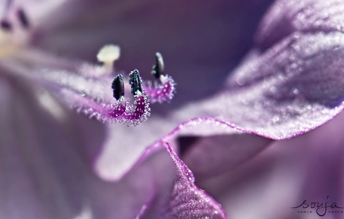 Photo wallpaper flowers, nature, color, beauty