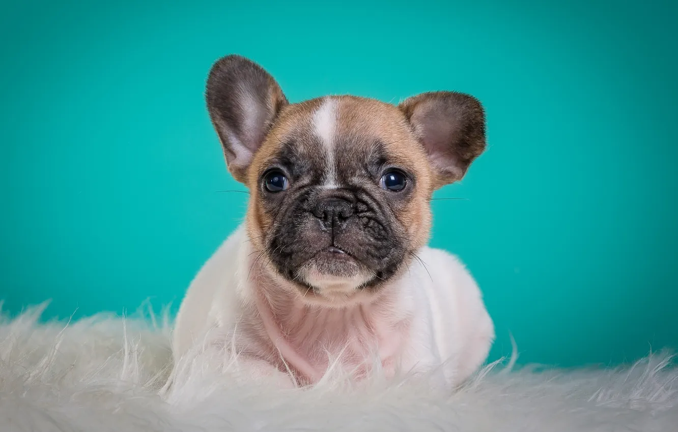 Photo wallpaper portrait, muzzle, cute, puppy, French bulldog