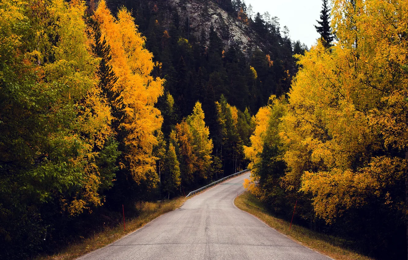 Photo wallpaper road, autumn, forest