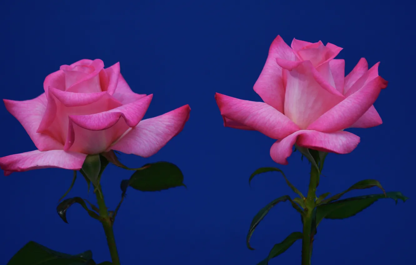 Photo wallpaper background, roses, Duo, two roses