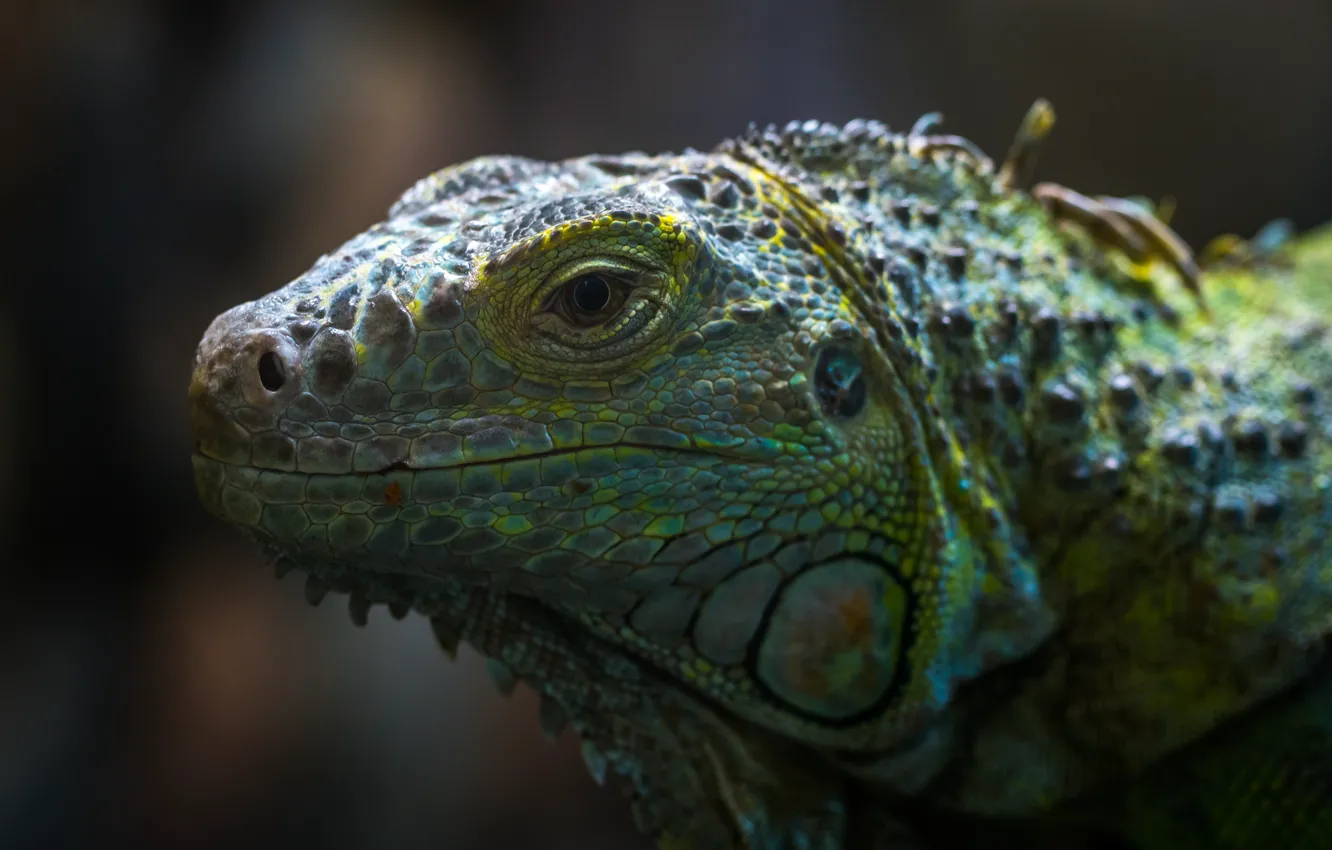 Photo wallpaper eyes, reptile, head, lizard, Egor Kamelev, by Egor Kamelev, Bearded Dragon, Exotic