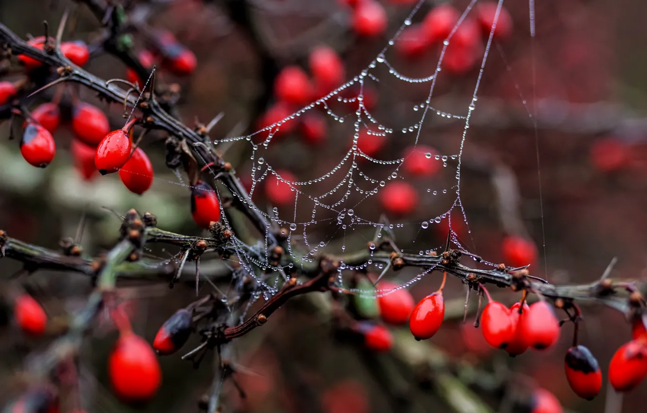 Photo wallpaper branches, berries, web, bokeh, droplets of water