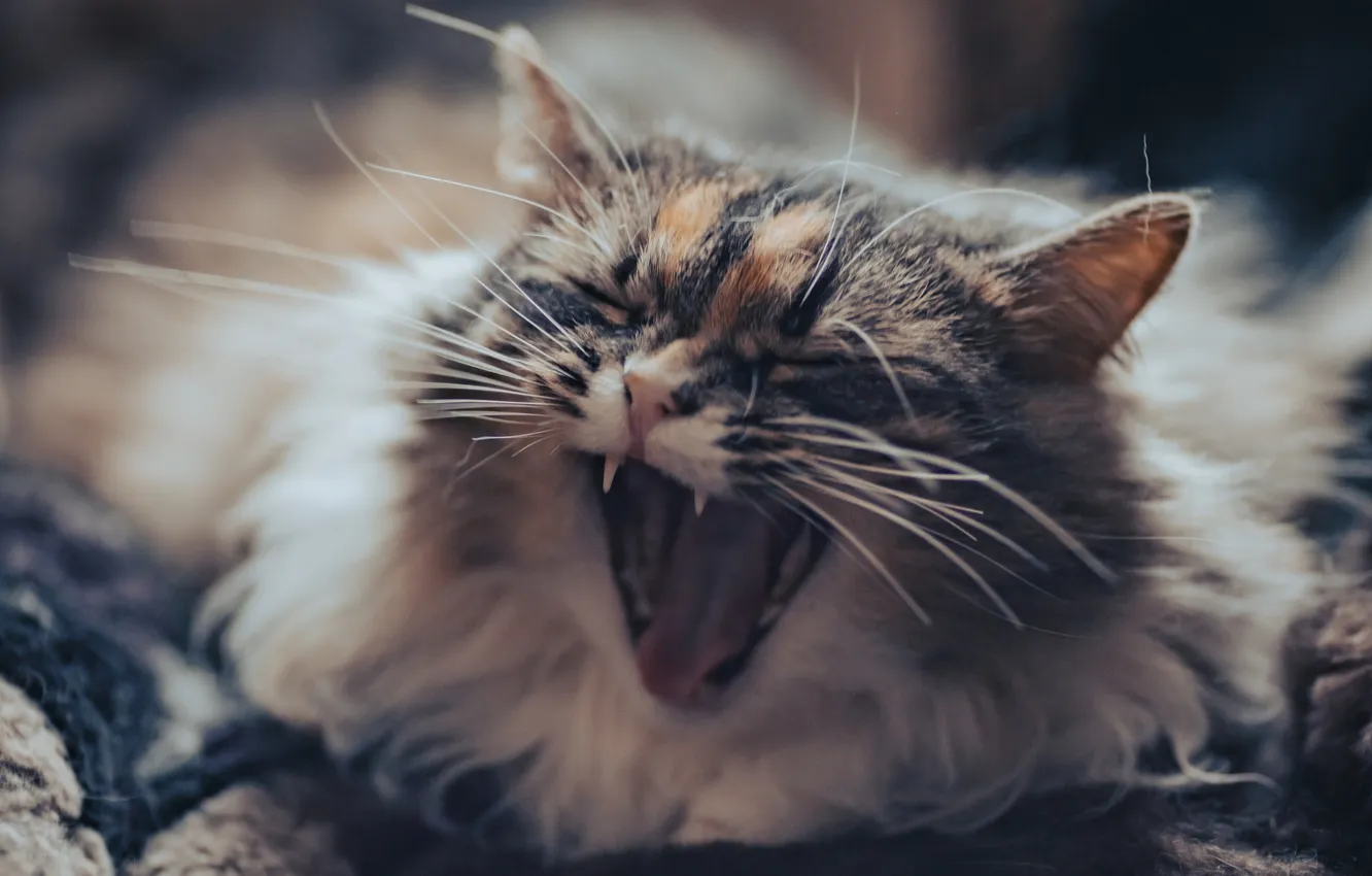 Photo wallpaper cat, yawns, Kirill Sergeev