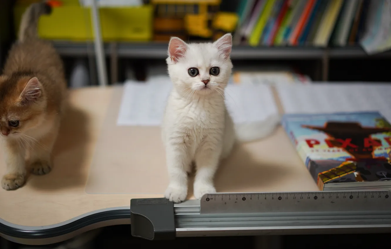 Photo wallpaper cat, look, pose, kitty, face