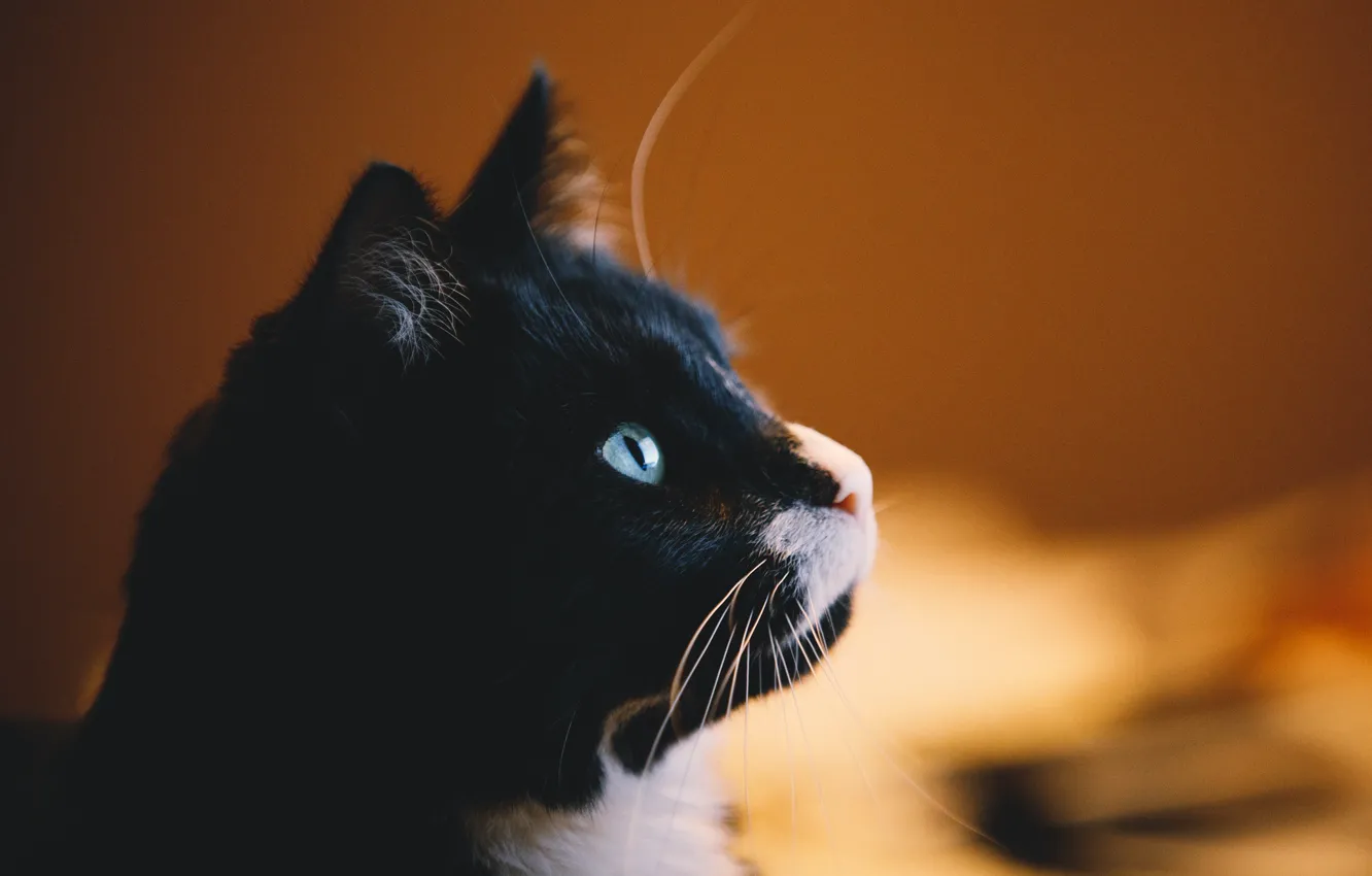 Photo wallpaper cat, cat, mustache, look, background