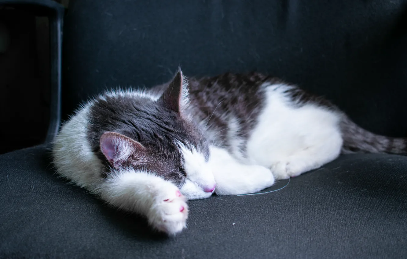 Photo wallpaper cat, white, cat, background, black and white, Wallpaper, legs, wool