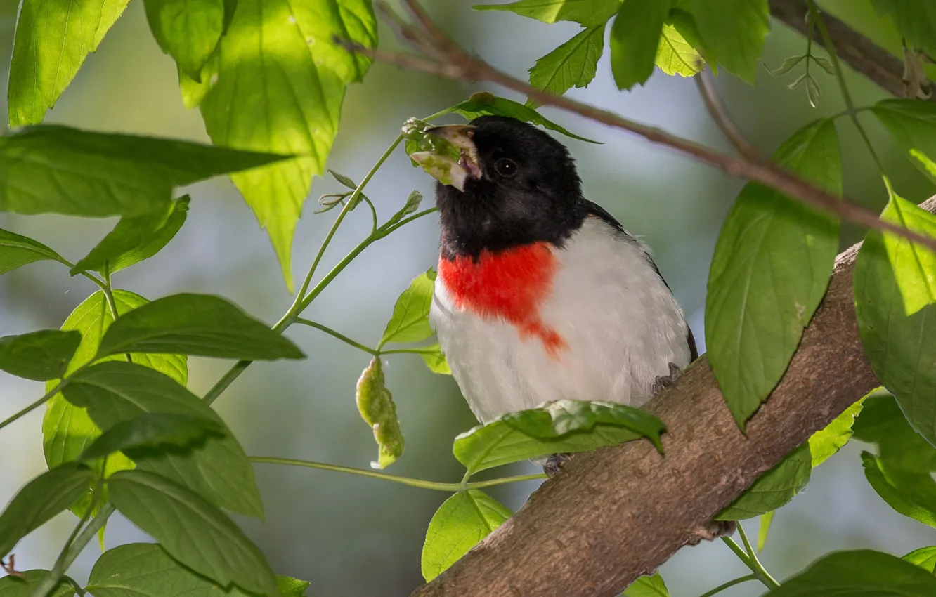 Photo wallpaper leaves, bird, beak, the red-breasted cardinal Dubonosov