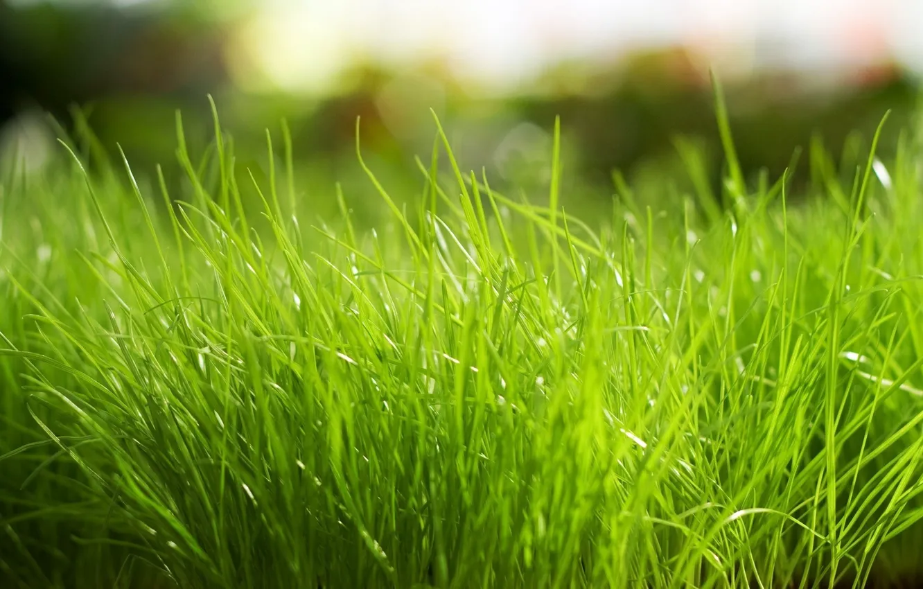 Photo wallpaper grass, macro, bright, green