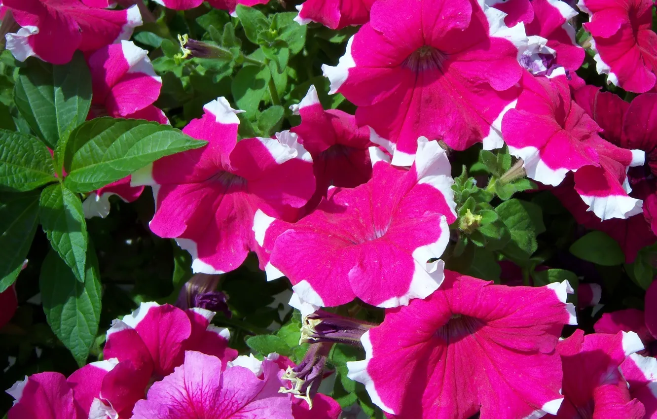 Photo wallpaper flowers, Petunia, Meduzanol ©, raspberry with border