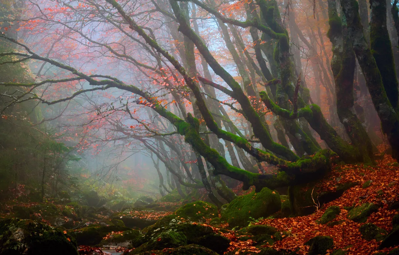 Photo wallpaper autumn, forest, trees, nature, foliage, haze