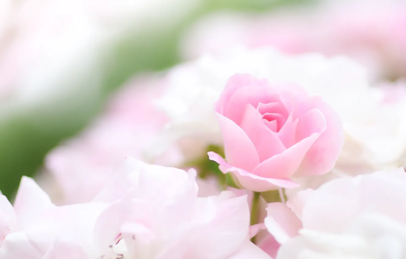 Photo wallpaper pink, tenderness, roses