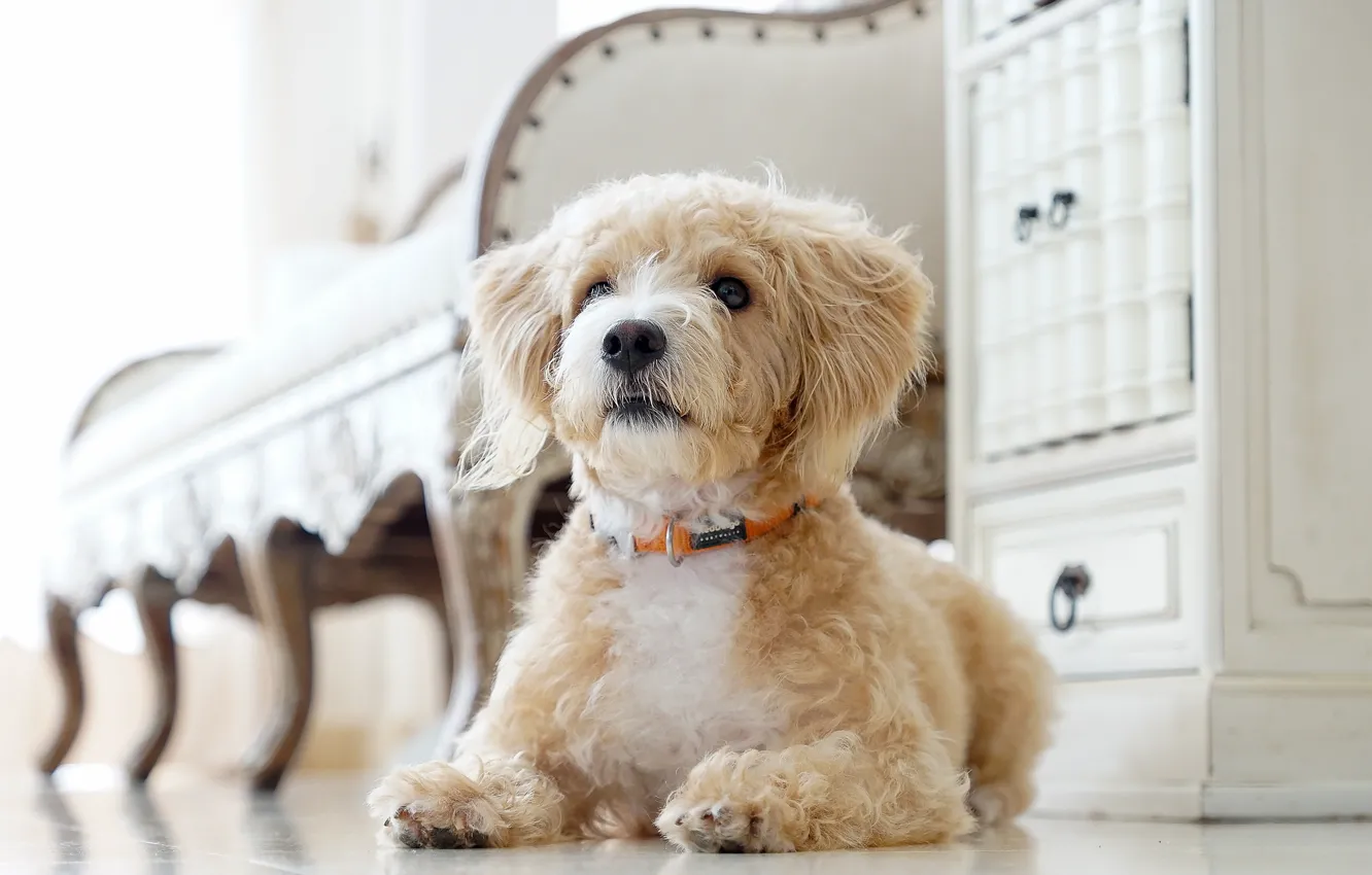 Photo wallpaper look, each, dog