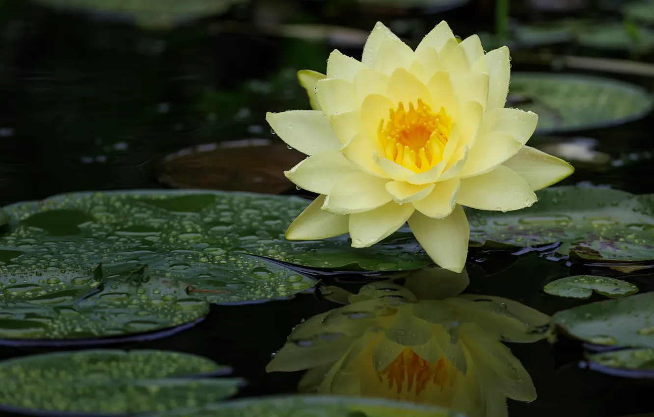 Photo wallpaper flower, leaves, pond, pond, yellow, Nymphaeum, water Lily