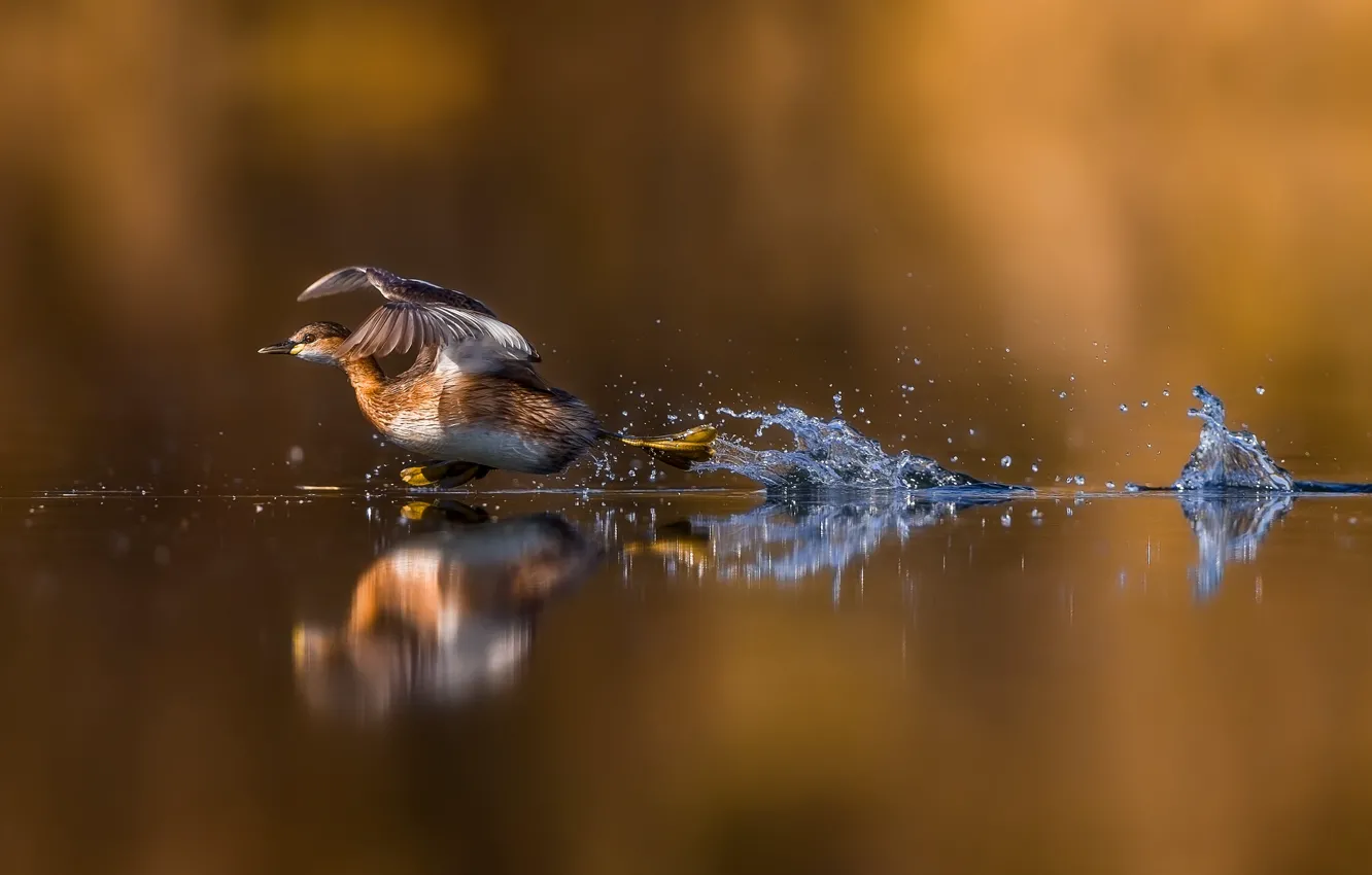 Photo wallpaper water, reflection, duck, run