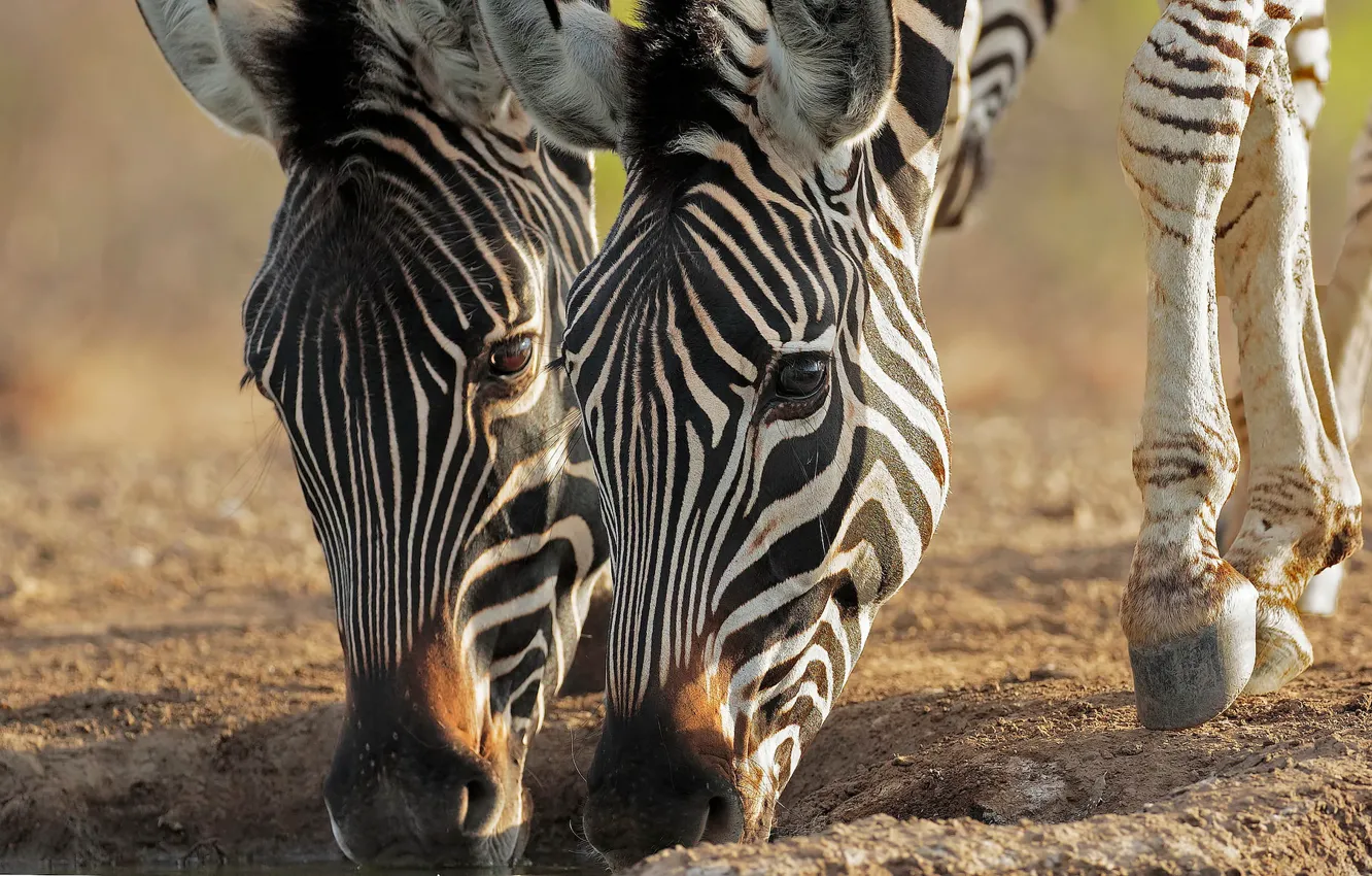 Photo wallpaper pair, muzzle, Zebra