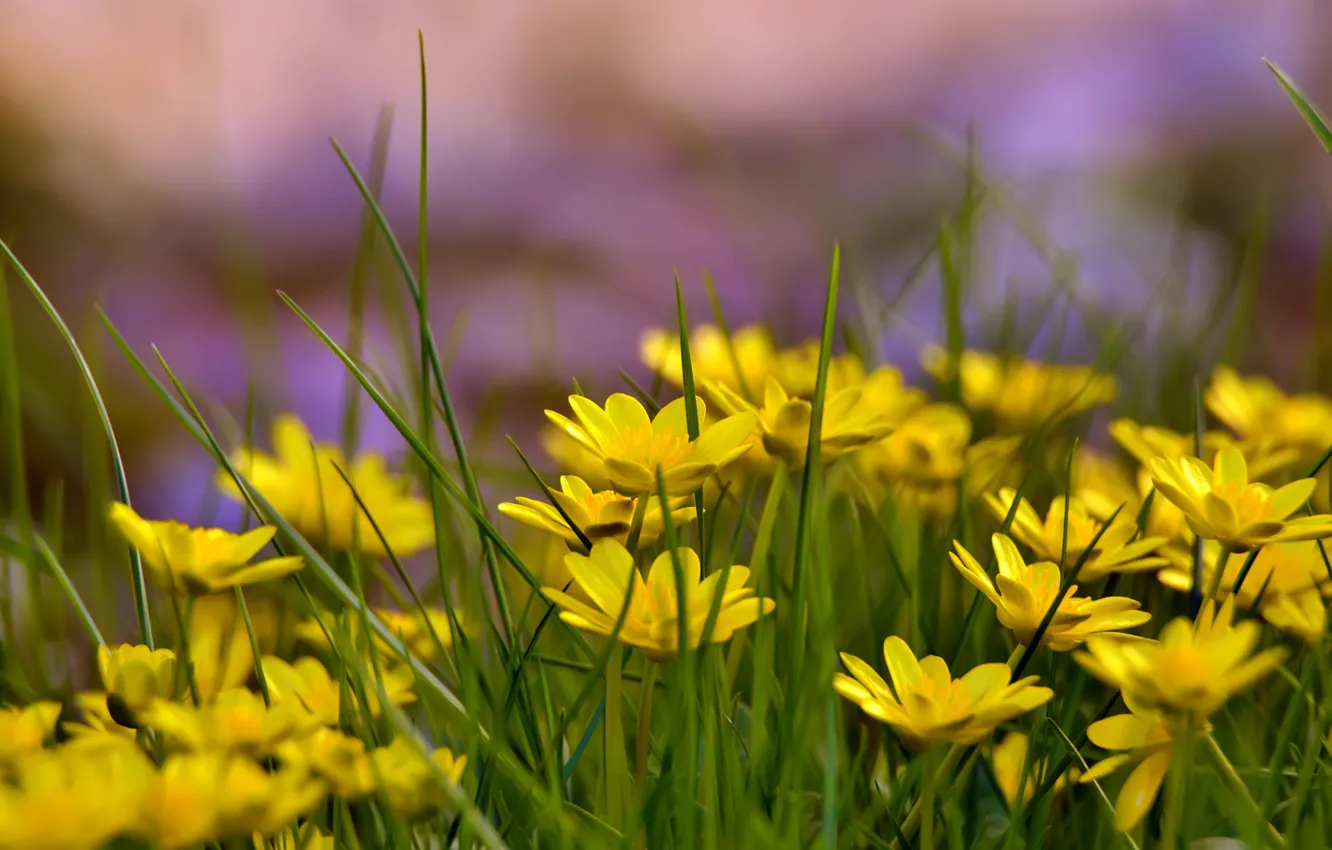 Photo wallpaper summer, grass, glade, yellow flowers