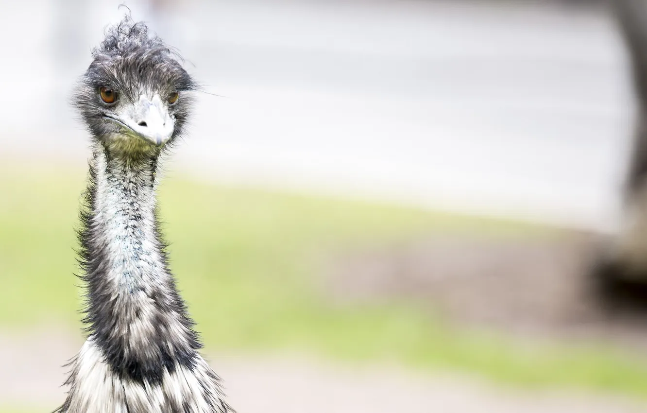 Photo wallpaper nature, bird, emu