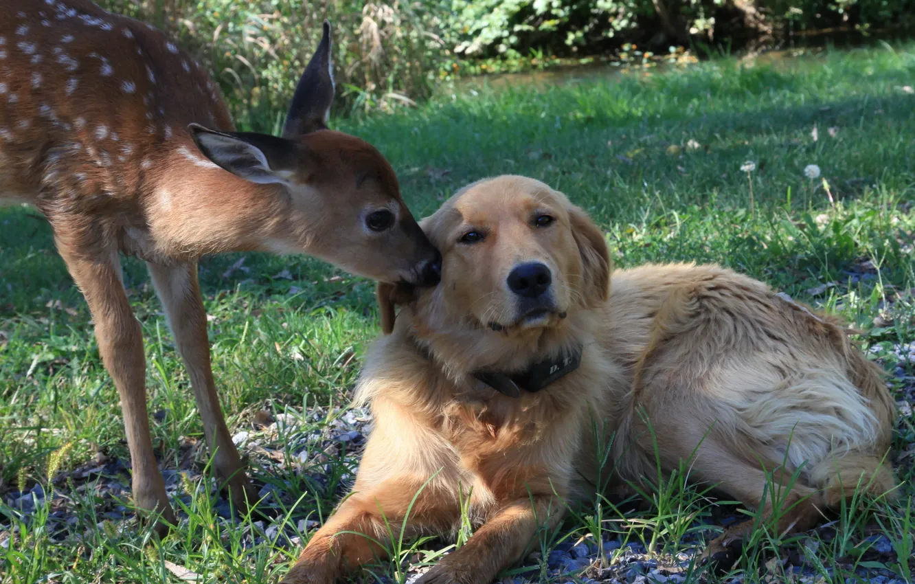 Photo wallpaper nature, dog, deer