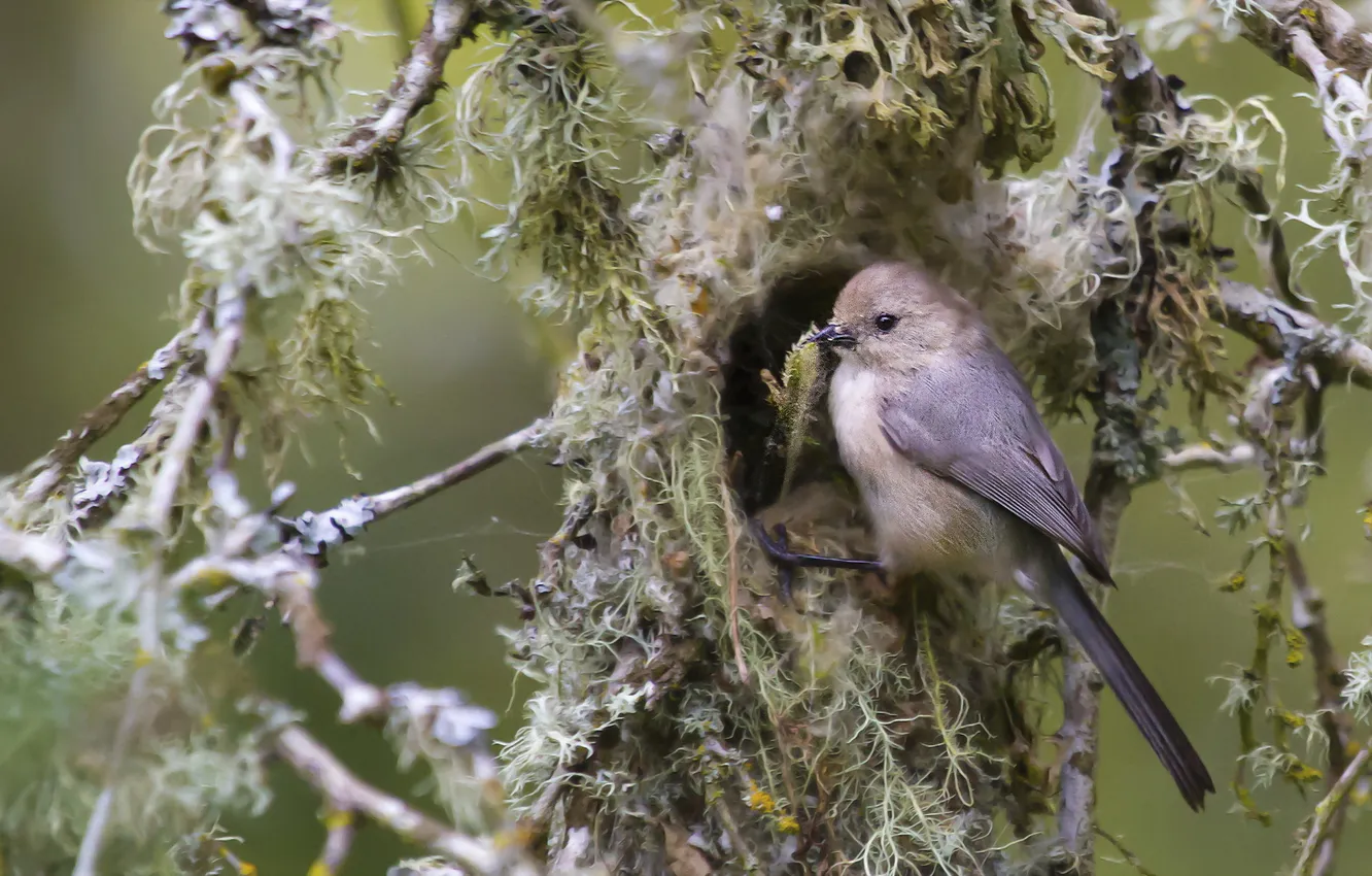 Photo wallpaper nature, tree, bird