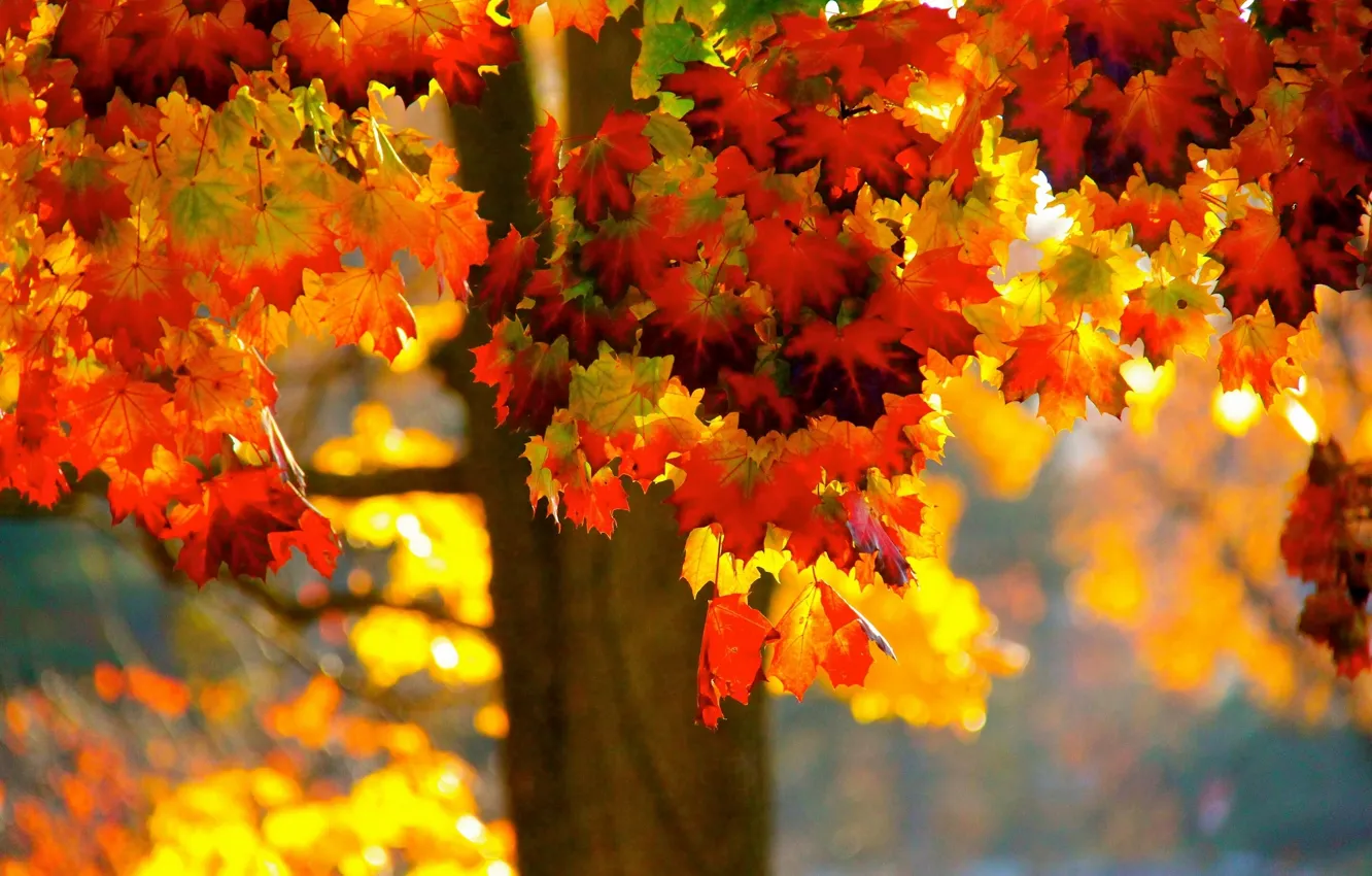 Photo wallpaper autumn, leaves, trees, maple