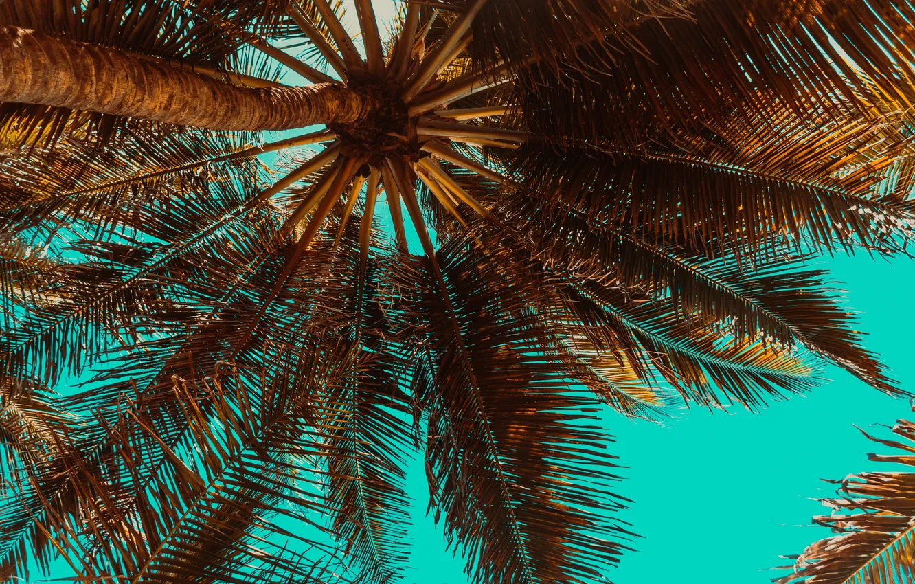 Photo wallpaper leaves, branches, palm trees, AI art, neural network