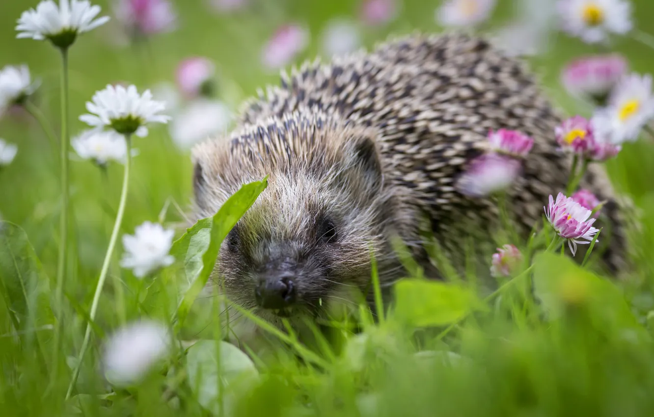 Photo wallpaper grass, flowers, chamomile, blur, muzzle, hedgehog, hedgehog, bokeh