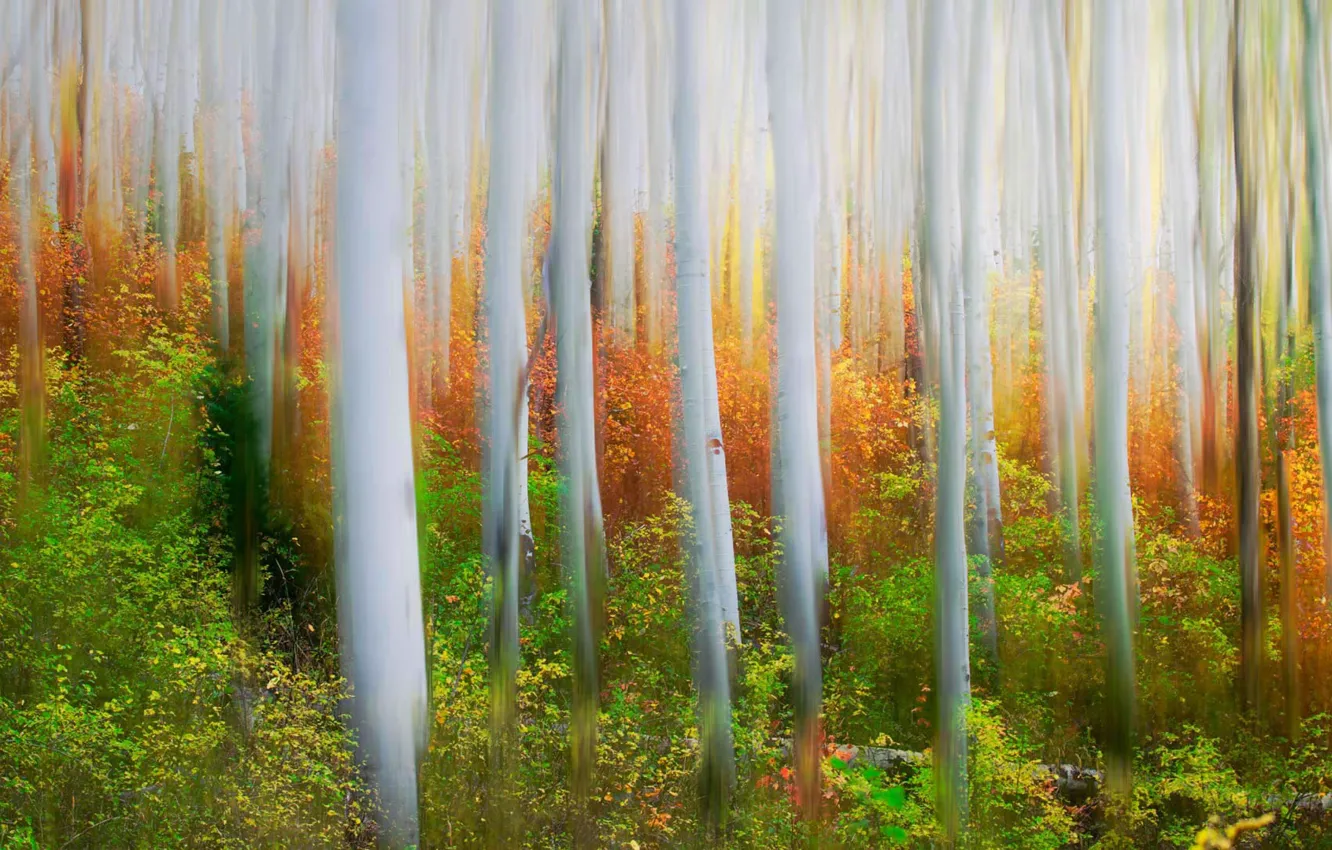 Photo wallpaper autumn, forest, trees, Utah, USA, grove, Iron CanyonTrail, Park City