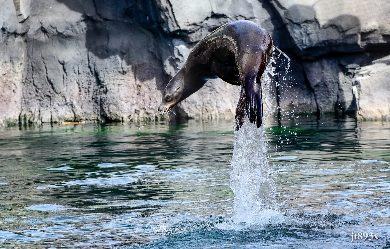Photo wallpaper water, squirt, jump, California sea lion