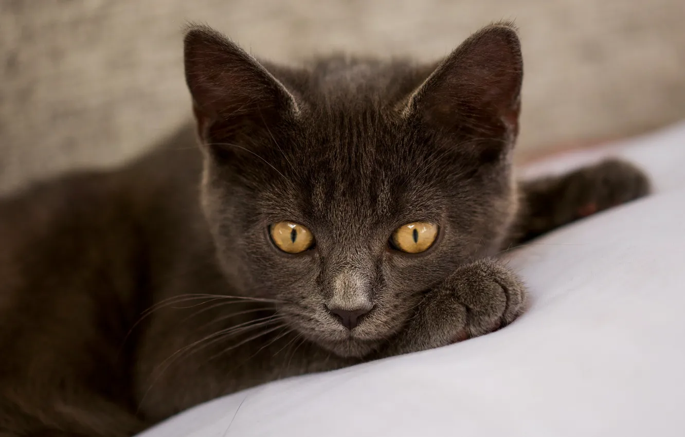 Photo wallpaper cat, cat, grey, portrait, lies, kitty, face, British