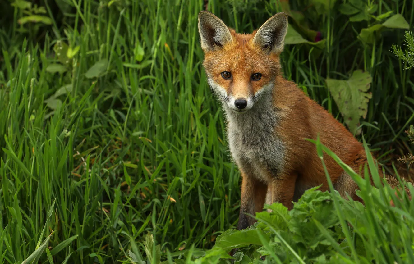 Photo wallpaper grass, Fox, sitting, Fox