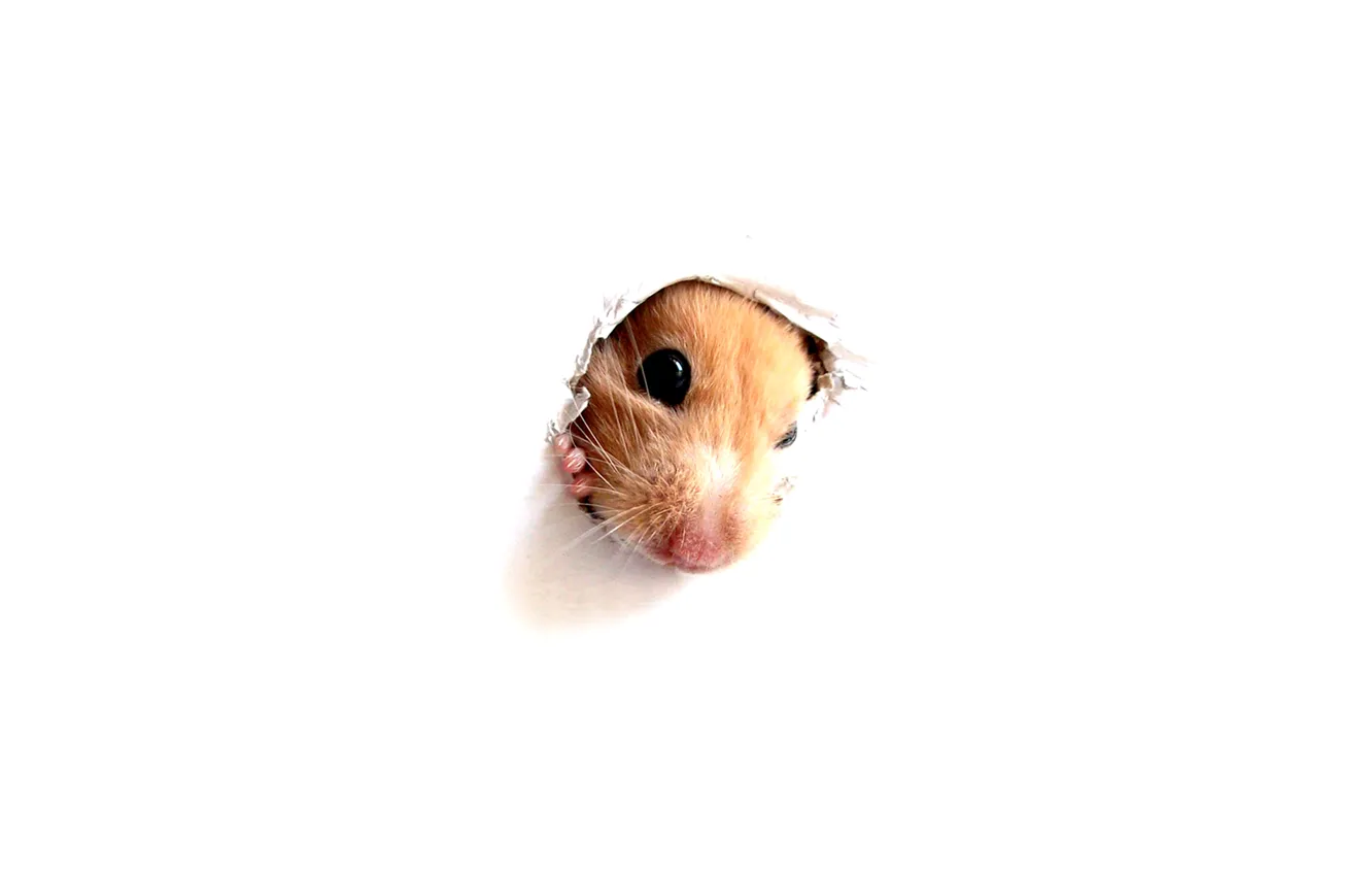 Photo wallpaper Wallpaper, hamster, peek-a-Boo through a hole in a white wall