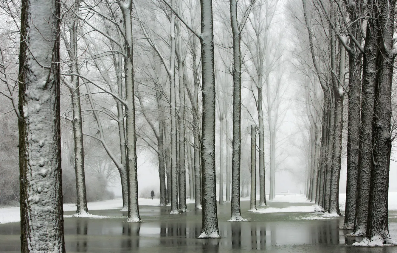 Photo wallpaper winter, trees, Park