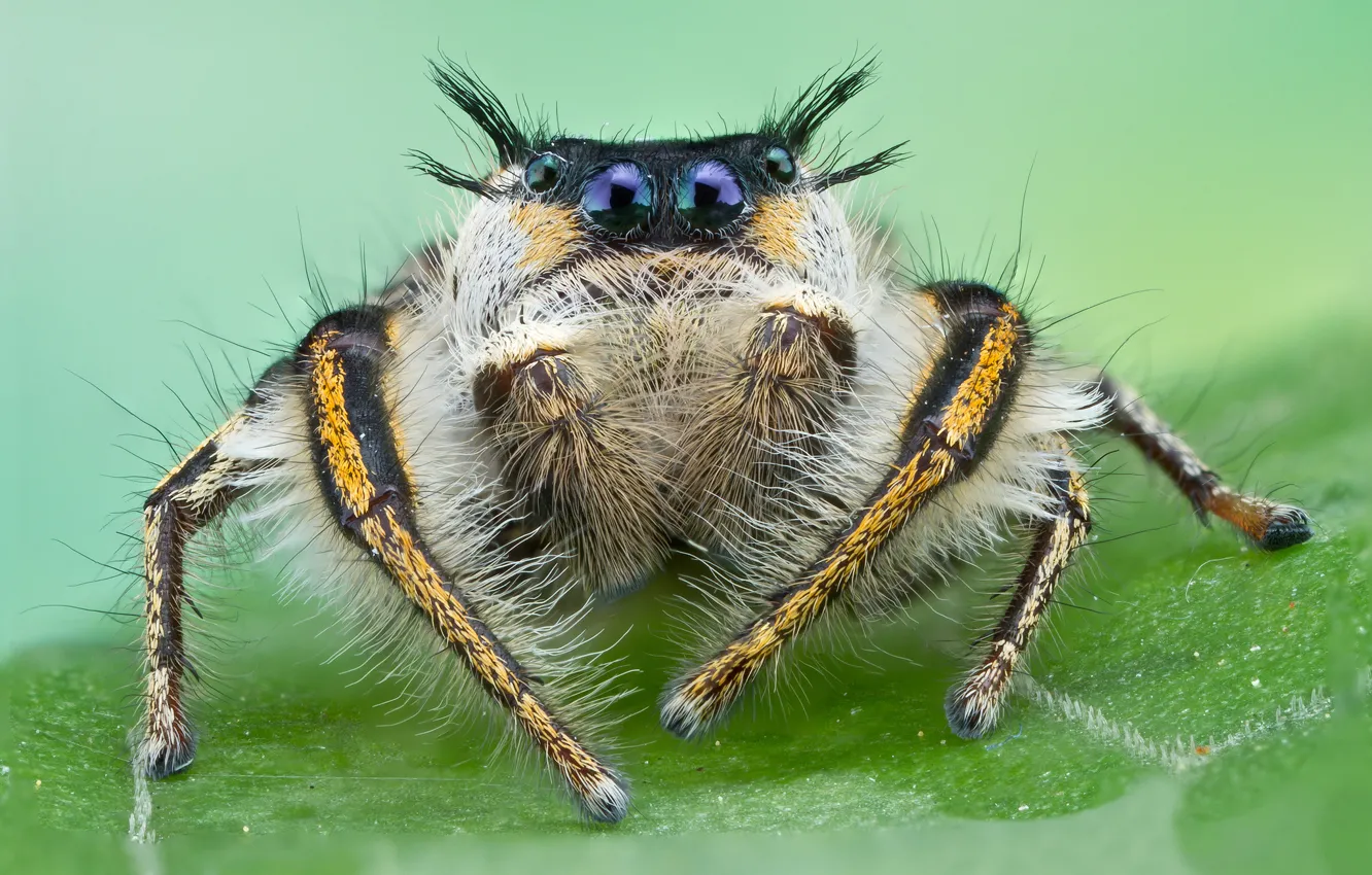 Photo wallpaper spider, eyed, jumper, volohaty, jumper