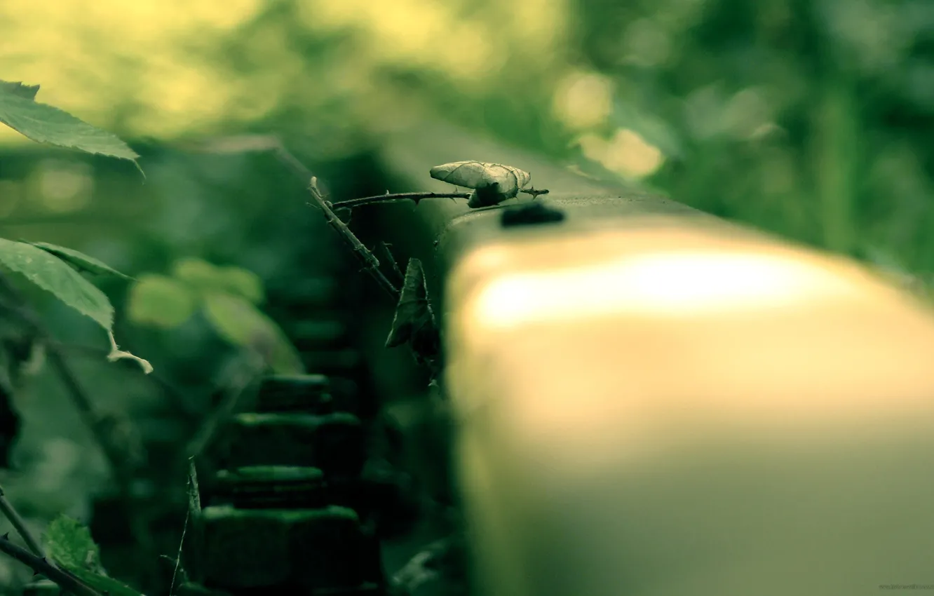 Photo wallpaper the way, macro, rails