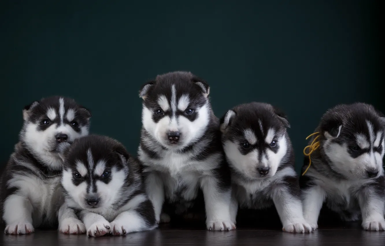 Photo wallpaper puppies, husky, quintet