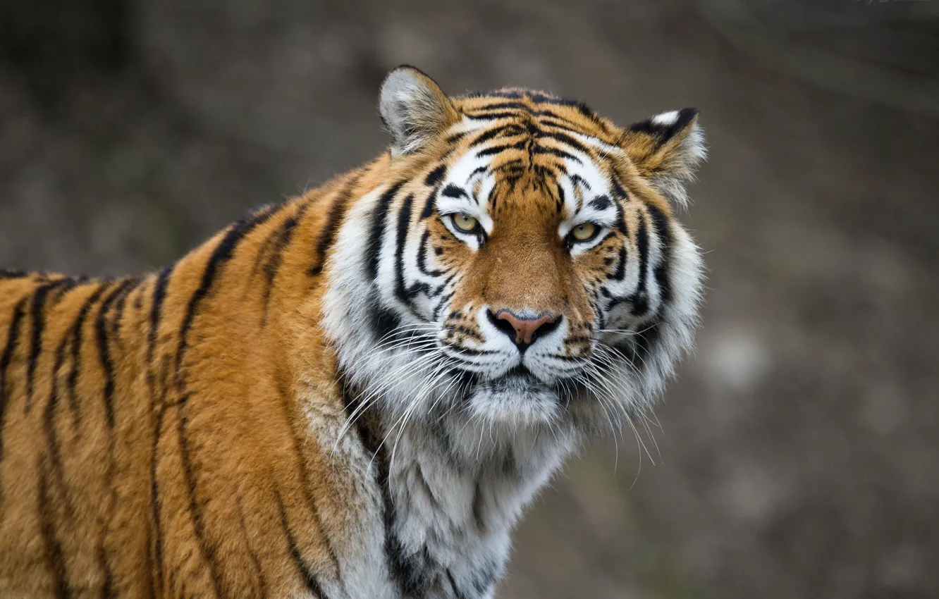 Photo wallpaper cat, look, face, tiger, Amur