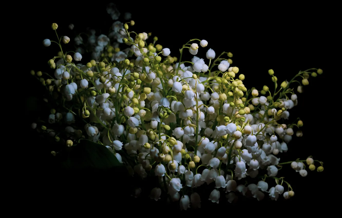 Photo wallpaper flowers, bouquet, spring, white, black background, lilies of the valley