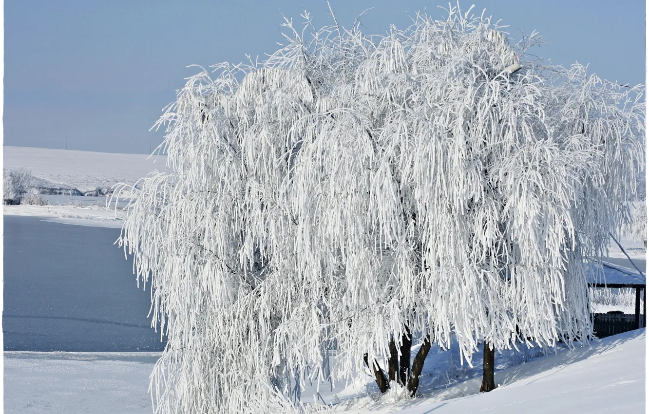 Photo wallpaper snow, tree, Winter, frost, winter, snow, tree, frost