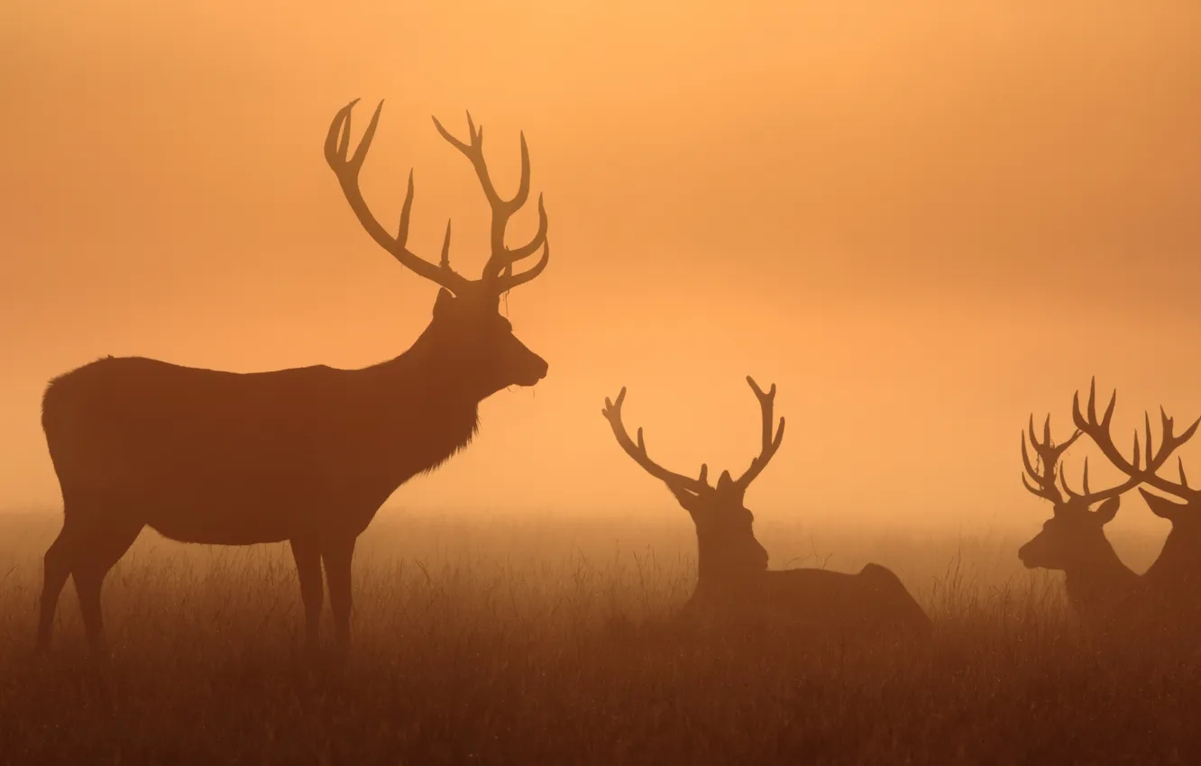 Photo wallpaper fog, deer, morning