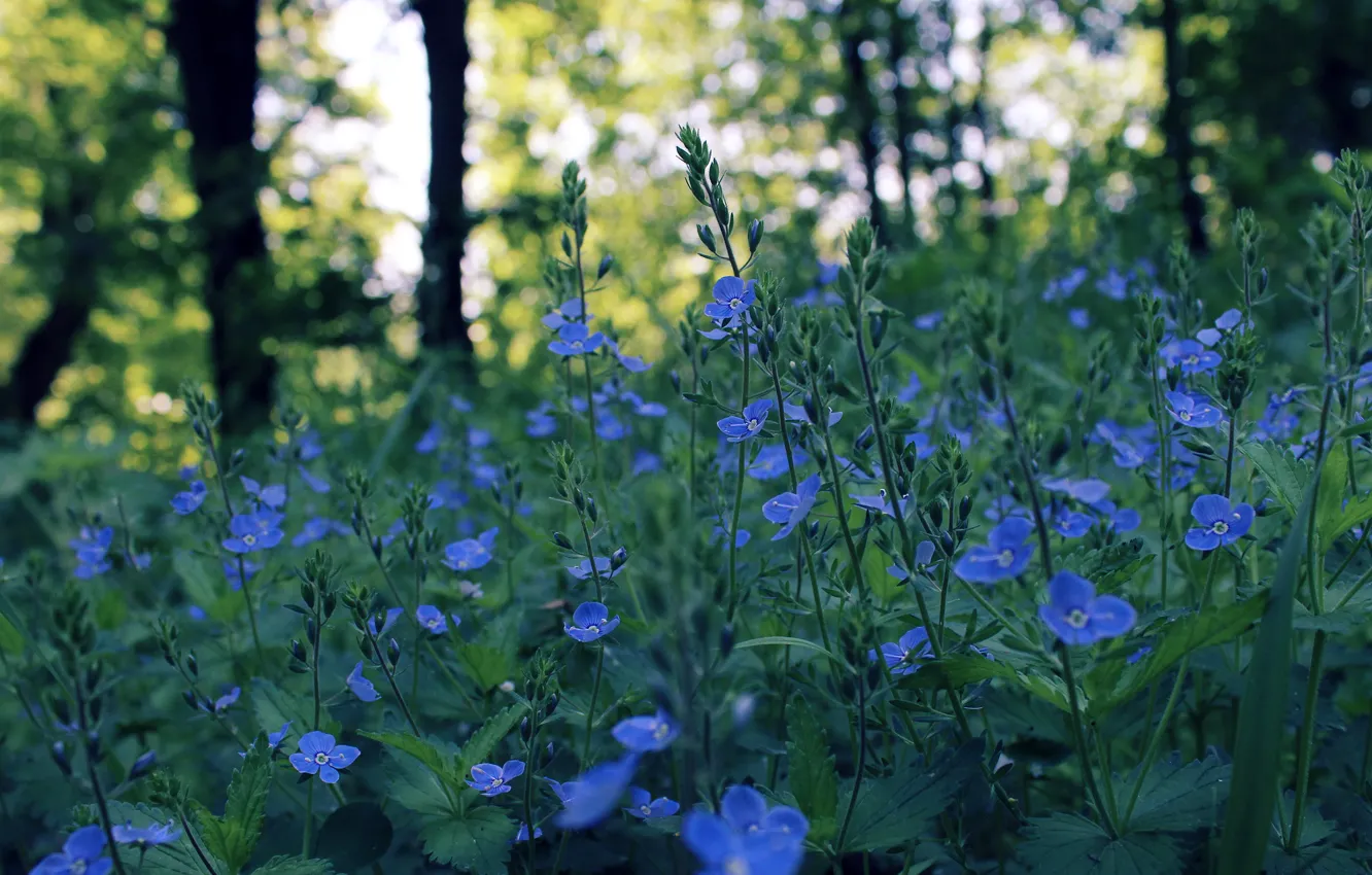 Photo wallpaper field, flowers, glare, spring, the evening, blue, bokeh