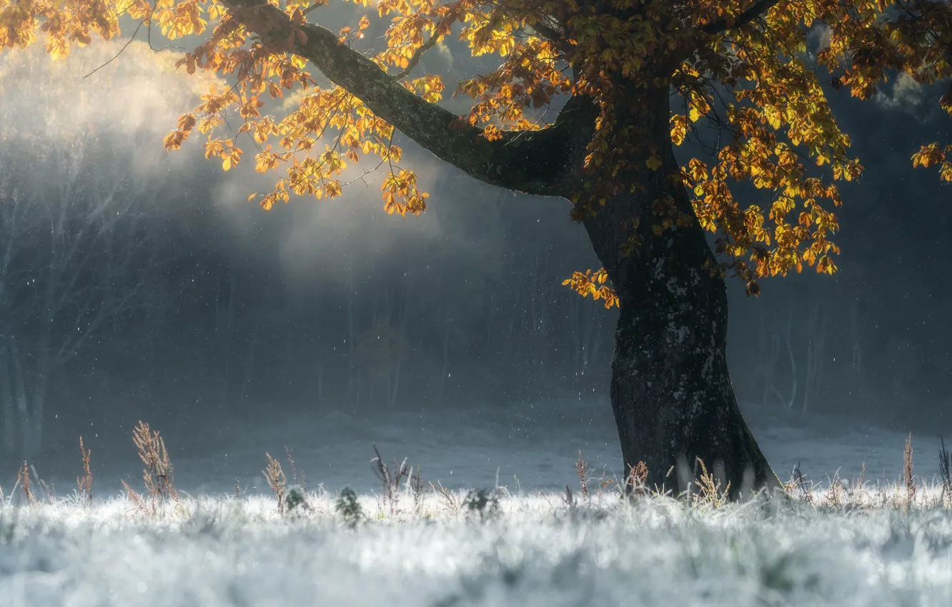 Photo wallpaper frost, autumn, trees, autumn, tree, frost, SUNTARARAK SAOWANEE